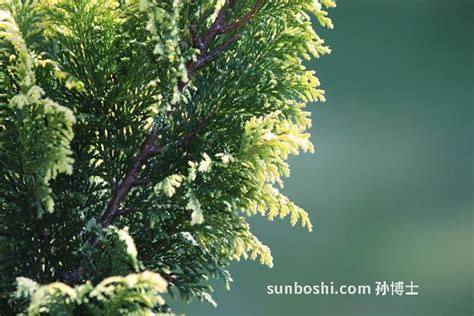 扁柏树风水|扁柏树的风水与禁忌（探讨扁柏树适合种植的场所和需。